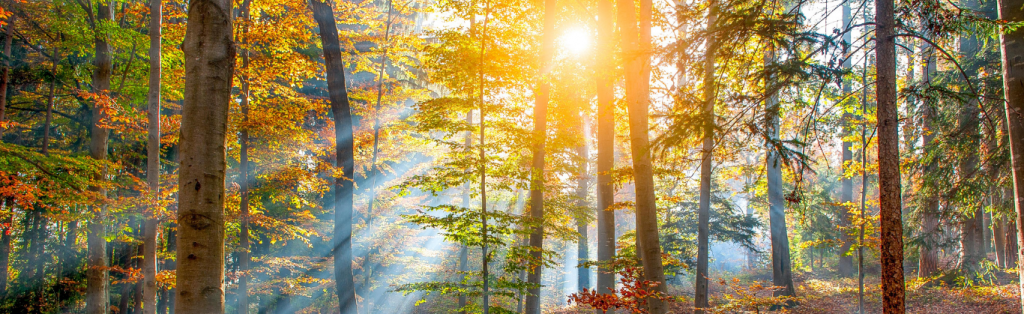 rays of sunlight through forest trees